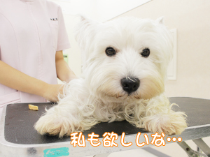 検査実習と身体検査！